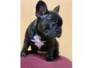 French Bulldog Puppy for sale in Silver Spring, MD, USA