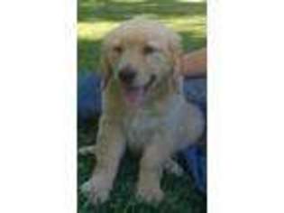Mutt Puppy for sale in Spring Mills, PA, USA