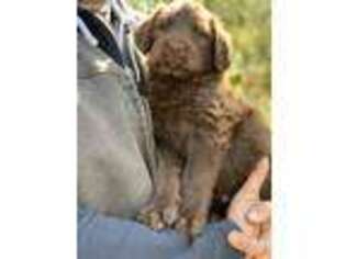Labradoodle Puppy for sale in Battle Ground, WA, USA