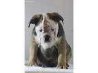 Olde English Bulldogge Puppy for sale in Kansas City, KS, USA