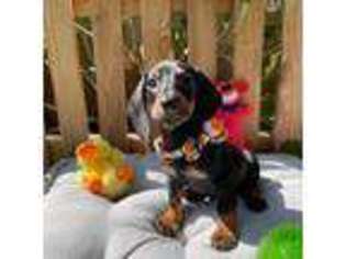 Dachshund Puppy for sale in West Covina, CA, USA