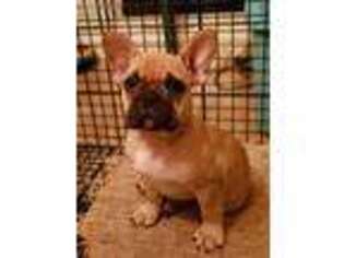 French Bulldog Puppy for sale in Brooklet, GA, USA