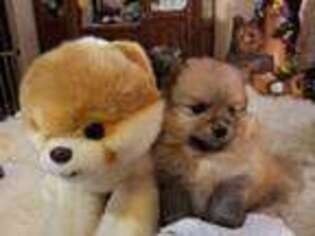 Pomeranian Puppy for sale in Temecula, CA, USA