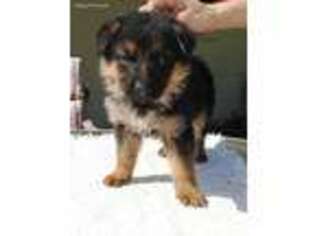 German Shepherd Dog Puppy for sale in Homosassa, FL, USA
