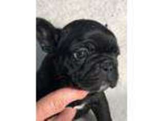 French Bulldog Puppy for sale in Elkland, MO, USA