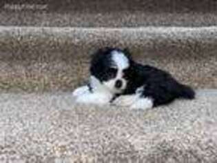 Mal-Shi Puppy for sale in Katy, TX, USA