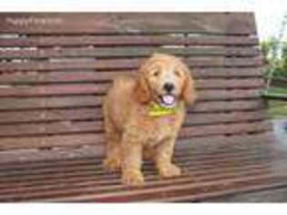Goldendoodle Puppy for sale in Buffalo, KY, USA