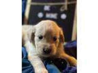 Mutt Puppy for sale in Bay Port, MI, USA