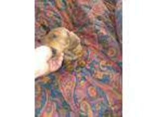 Dachshund Puppy for sale in Prescott, AZ, USA