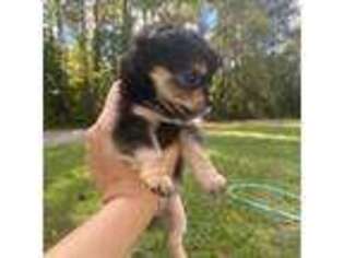 Chihuahua Puppy for sale in Castle Hayne, NC, USA