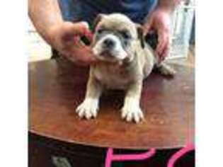 Mutt Puppy for sale in Bossier City, LA, USA