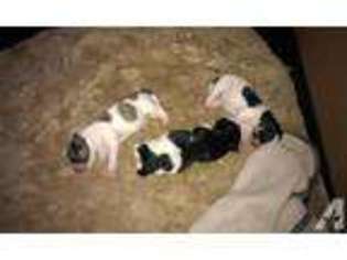 Havanese Puppy for sale in ROSEVILLE, CA, USA