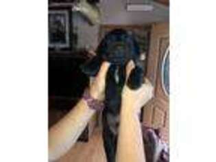 Labrador Retriever Puppy for sale in Imlay City, MI, USA