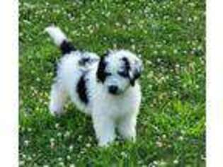 Mutt Puppy for sale in Thornville, OH, USA