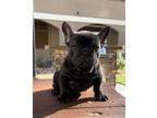 French Bulldog Puppy for sale in Walnut Creek, CA, USA