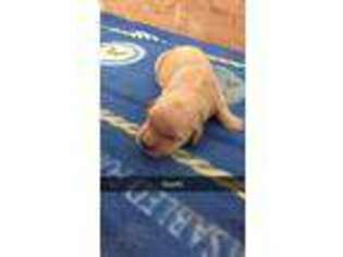 Golden Retriever Puppy for sale in Perham, MN, USA