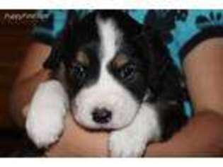 English Shepherd Puppy for sale in Marion, WI, USA