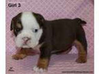 Bulldog Puppy for sale in Needville, TX, USA