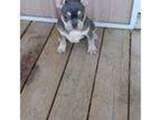 French Bulldog Puppy for sale in Edwards, MO, USA