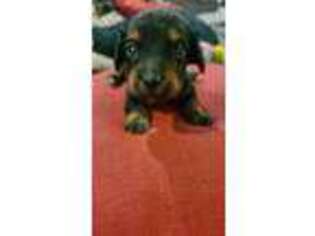 Dachshund Puppy for sale in Ronkonkoma, NY, USA