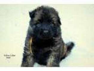 German Shepherd Dog Puppy for sale in West Monroe, LA, USA