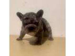 French Bulldog Puppy for sale in Worcester, MA, USA