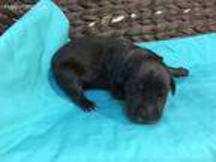 Great Dane Puppy for sale in Aiken, SC, USA