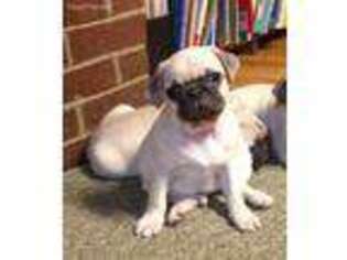 Pug Puppy for sale in Rochelle, VA, USA