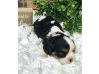 Cavalier King Charles Spaniel Puppy for sale in Lafayette, AL, USA