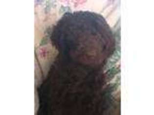 Labradoodle Puppy for sale in Killeen, TX, USA