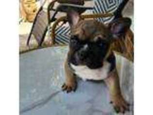 French Bulldog Puppy for sale in Sparta, NC, USA