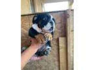 Bulldog Puppy for sale in El Paso, TX, USA