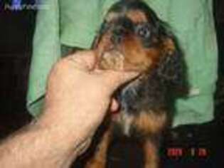 English Toy Spaniel Puppy for sale in Memphis, TN, USA