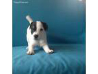 Jack Russell Terrier Puppy for sale in Moneta, VA, USA