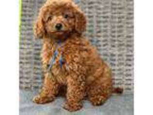 Goldendoodle Puppy for sale in Mayfield, KY, USA