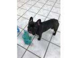 French Bulldog Puppy for sale in Rochester, NY, USA