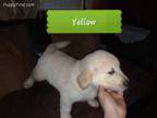 Golden Retriever Puppy for sale in Alden, NY, USA