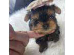 Yorkshire Terrier Puppy for sale in Boston, MA, USA