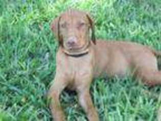 Vizsla Puppy for sale in George West, TX, USA