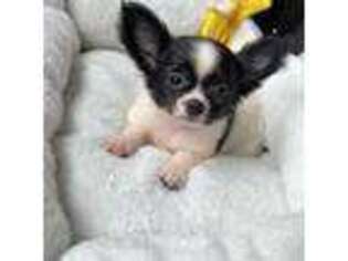 Chihuahua Puppy for sale in Dearborn, MI, USA