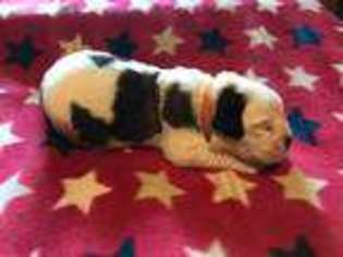 Medium Photo #1 Saint Bernard Puppy For Sale in Kouts, IN, USA
