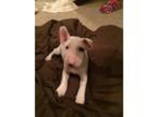 Bull Terrier Puppy for sale in Albion, IN, USA