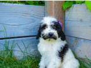 Portuguese Water Dog Puppy for sale in Rexburg, ID, USA