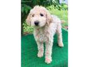 Labradoodle Puppy for sale in Lake City, FL, USA