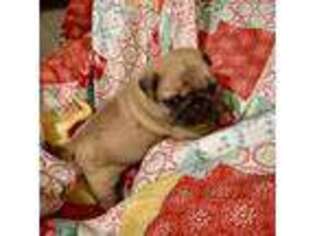 Pug Puppy for sale in Glasgow, KY, USA