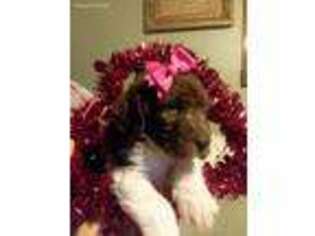 Labradoodle Puppy for sale in Greenup, IL, USA