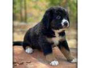Bernese Mountain Dog Puppy for sale in Elm Mott, TX, USA