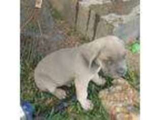 Cane Corso Puppy for sale in Piggott, AR, USA