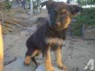 German Shepherd Dog Puppy for sale in ENCINO, CA, USA