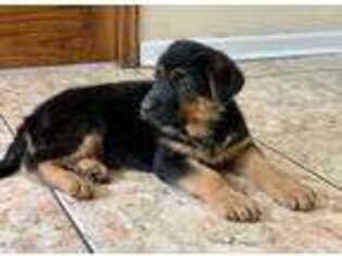 German Shepherd Dog Puppy for sale in Huntsville, TX, USA